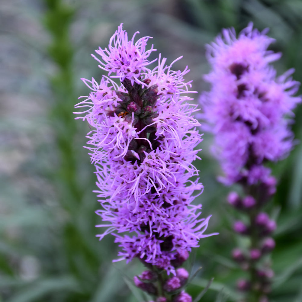 Liatris microcephala (Dwarf Blazing Star) *TB*
