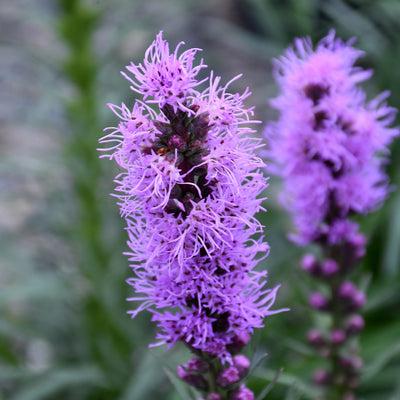 Liatris microcephala (Dwarf Blazing Star) *TB*