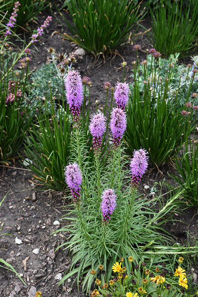 Liatris microcephala (Dwarf Blazing Star) *TB*