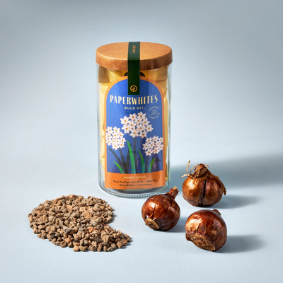 Winter Bulb Kit - Paperwhites