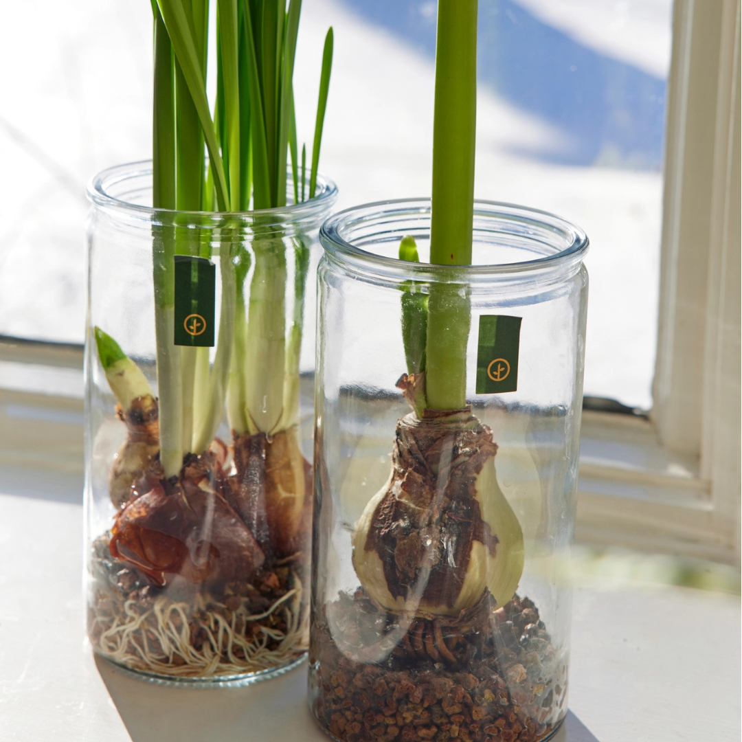 Winter Bulb Kit - Paperwhites