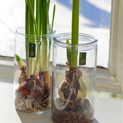 Winter Bulb Kit - Paperwhites