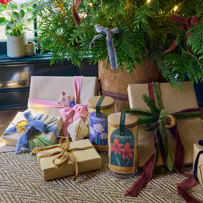 Winter Bulb Kit - Paperwhites