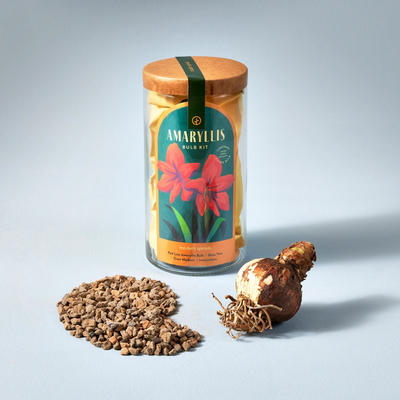 Winter Bulb Kit - Amaryllis