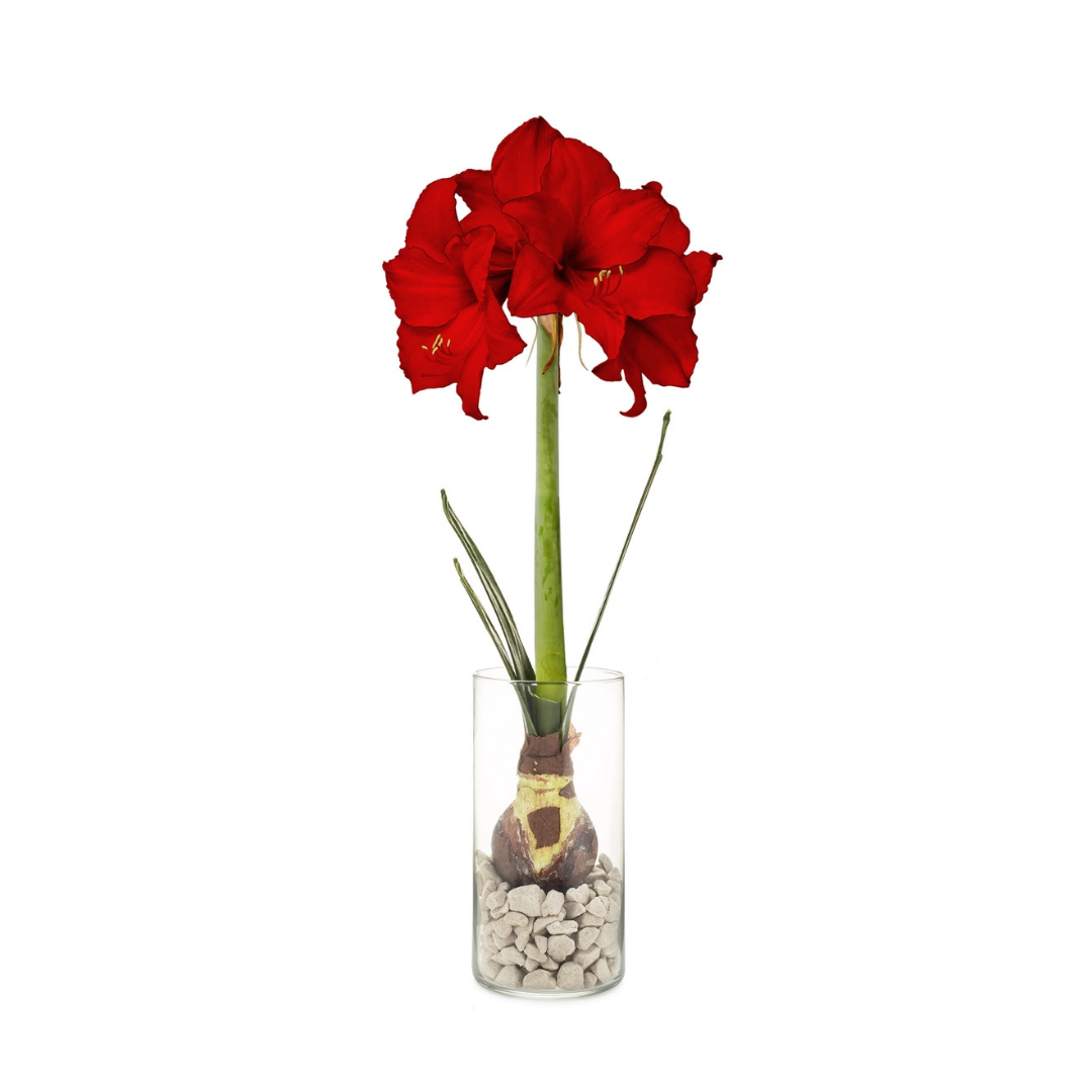 Winter Bulb Kit - Amaryllis