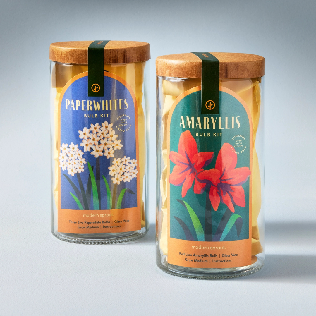 Winter Bulb Kit - Amaryllis