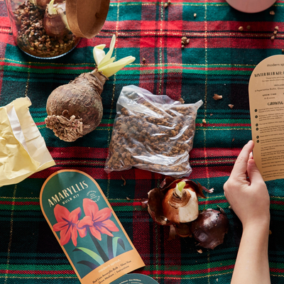 Winter Bulb Kit - Amaryllis