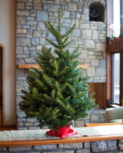 Tabletop Fraser Fir w/ Stand
