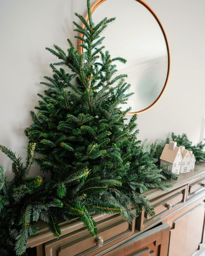 Tabletop Fraser Fir w/ Stand