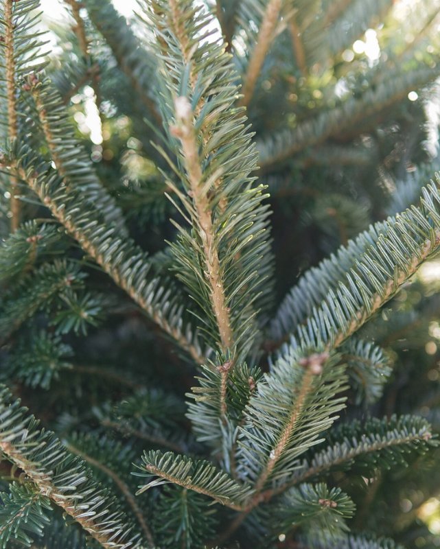 Tabletop Fraser Fir w/ Stand