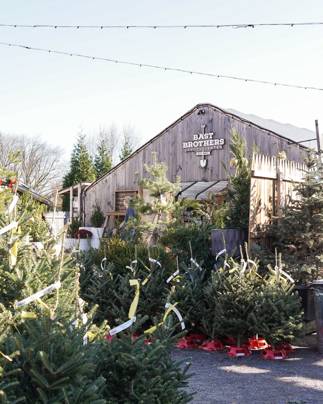 Tabletop Fraser Fir w/ Stand