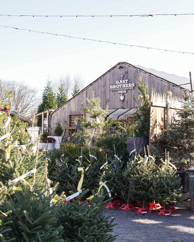 Tabletop Fraser Fir w/ Stand