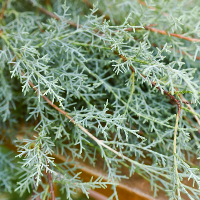 TMC Carolina Sapphire Bunch