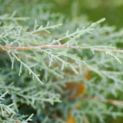 TMC Carolina Sapphire Bunch