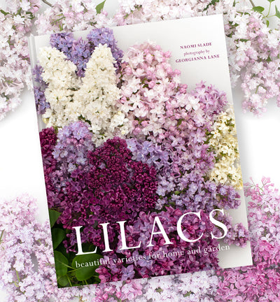 Lilacs: Beautiful Varieties For Home & Garden