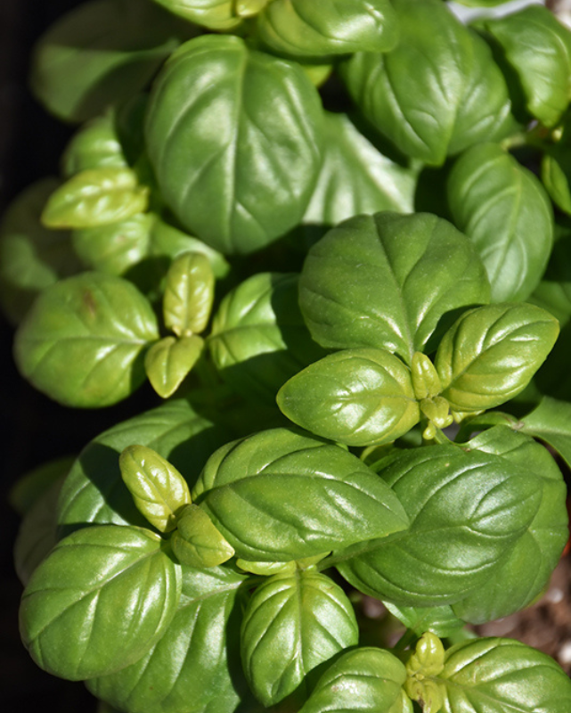 HERB - Basil - Emerald Towers