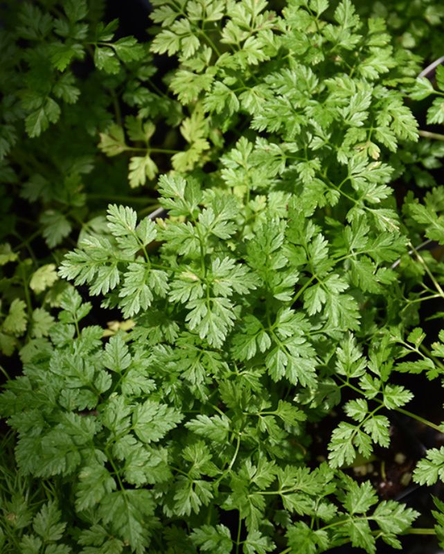 HERB - Parsley - French (Chervil)