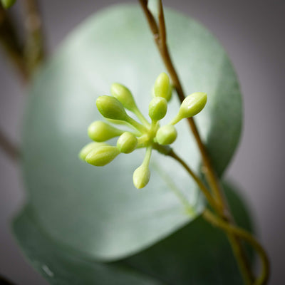 Silver Dollar Eucalyptus Stem, 35"