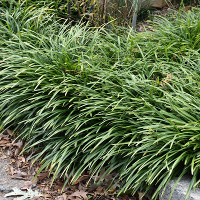 Grass - Liriope 'Big Blue'