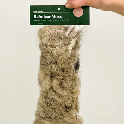 90g Preserved Reindeer Moss, Natural