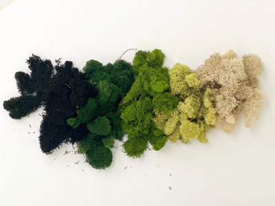 90g Preserved Reindeer Moss, Natural