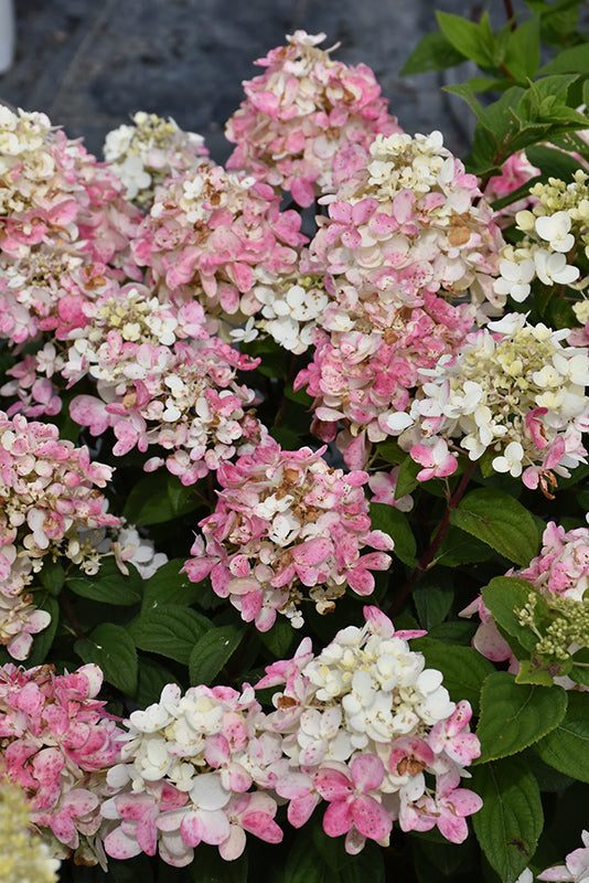 Hydrangea pan. Fire Light Tidbit® (PW)