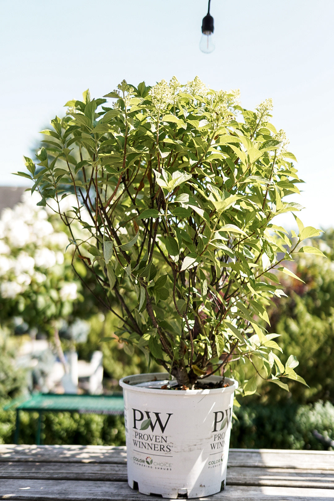 Hydrangea pan. Fire Light Tidbit® (PW)