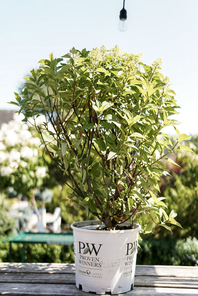 Hydrangea pan. Fire Light Tidbit® (PW)