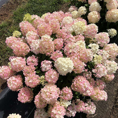 Hydrangea pan. Fire Light Tidbit® (PW)
