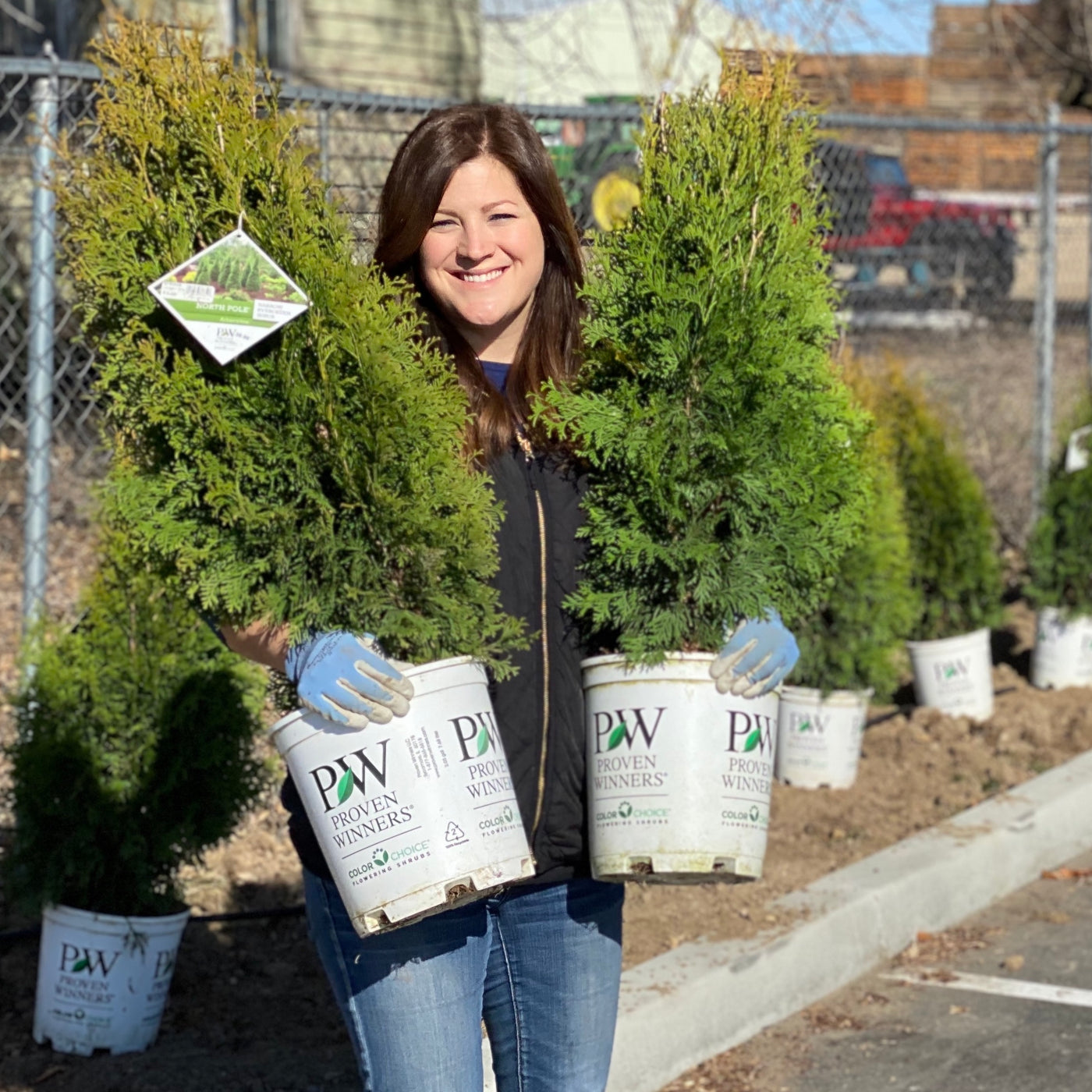 Thuja North Pole® (PW)