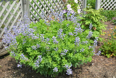 Baptisia australis (False Blue Indigo)