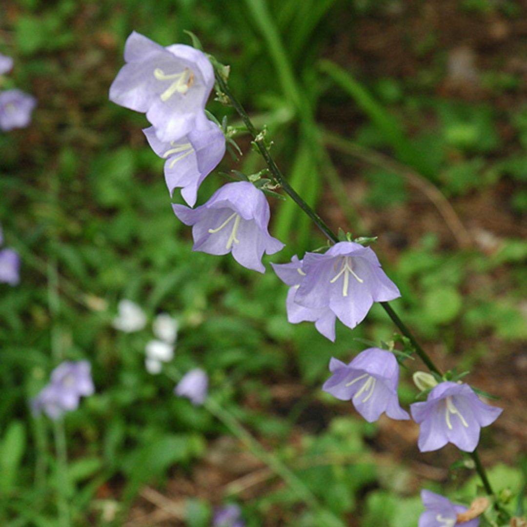 Campanula rotundifolia (Bluebell) *TB*