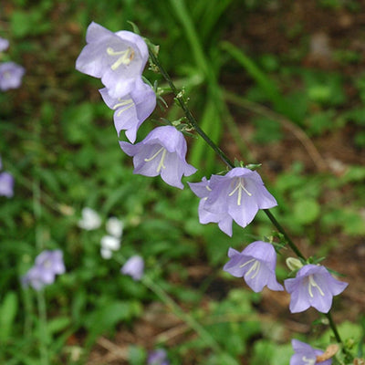 Campanula rotundifolia (Bluebell) *TB*