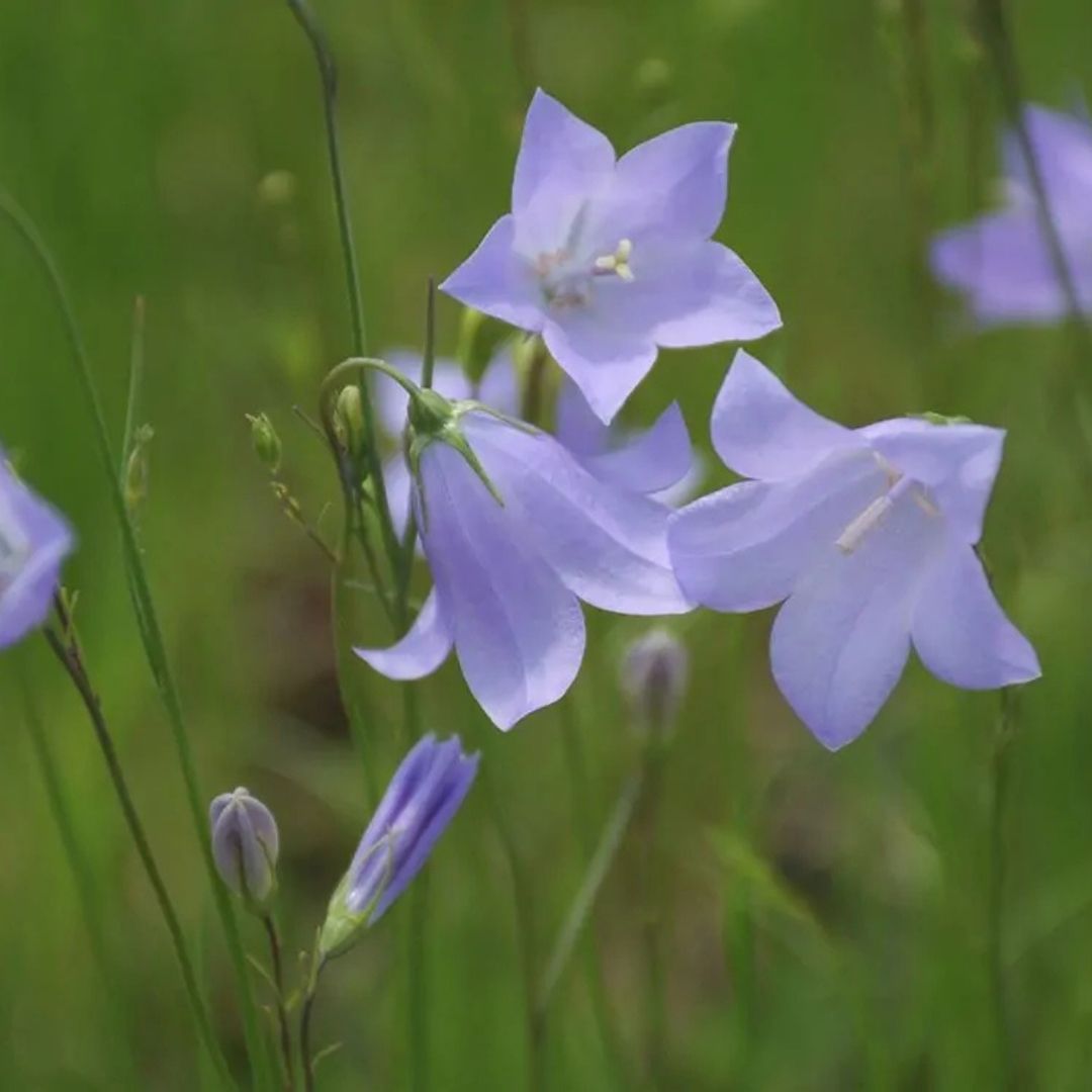 Campanula rotundifolia (Bluebell) *TB*