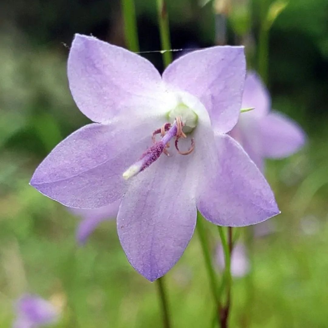 Campanula rotundifolia (Bluebell) *TB*