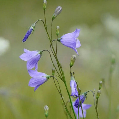 Campanula rotundifolia (Bluebell) *TB*