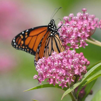 Asclepias incarnata (Swamp Milkweed) *TB*