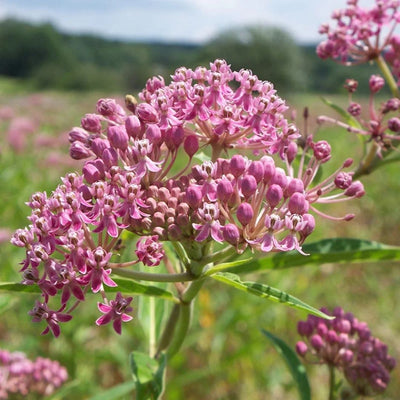 Asclepias incarnata (Swamp Milkweed) *TB*