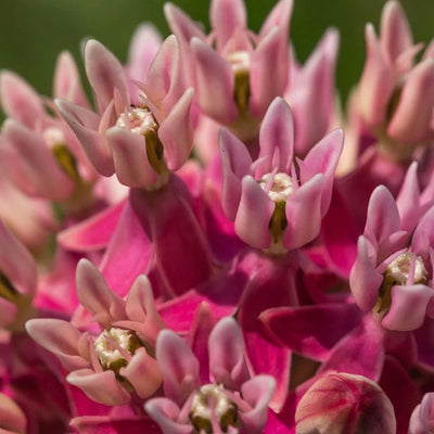 Asclepias incarnata (Swamp Milkweed) *TB*