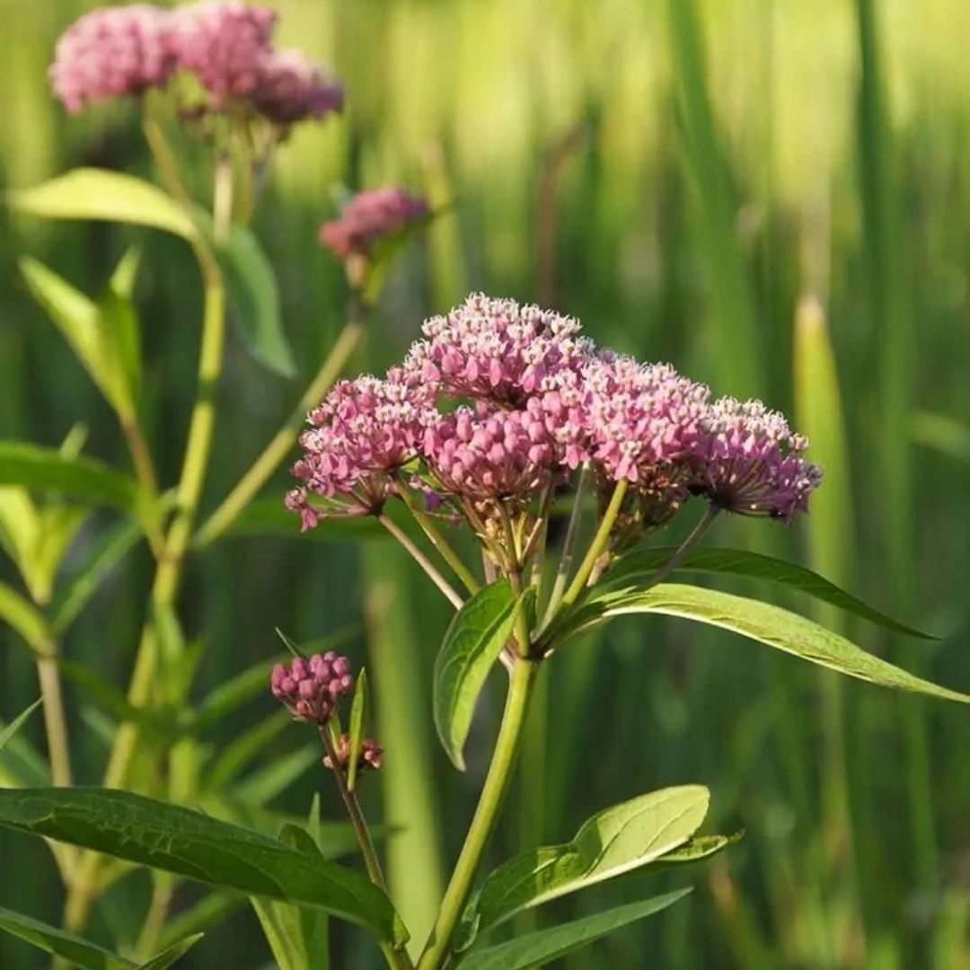Asclepias incarnata (Swamp Milkweed) *TB*