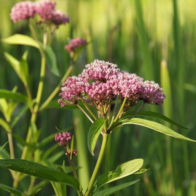 Asclepias incarnata (Swamp Milkweed) *TB*
