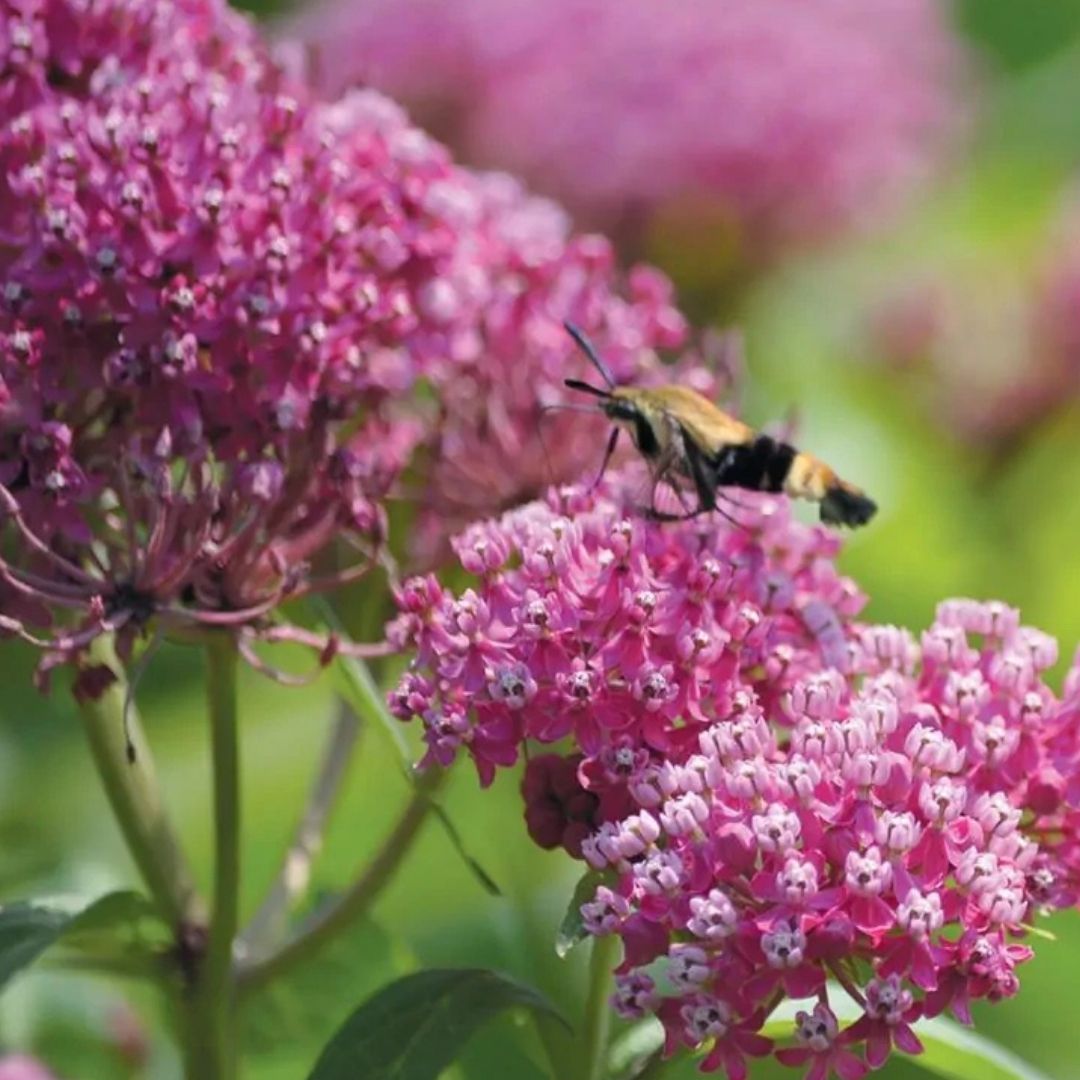 Asclepias incarnata (Swamp Milkweed) *TB*