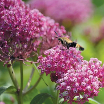 Asclepias incarnata (Swamp Milkweed) *TB*