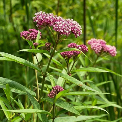 Asclepias incarnata (Swamp Milkweed) *TB*