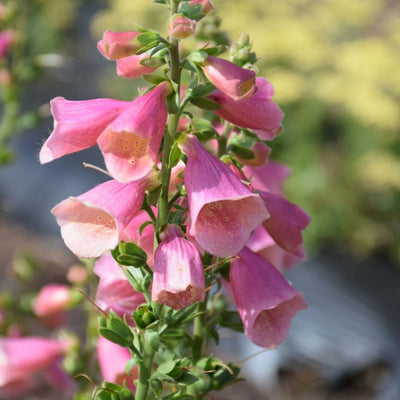 Digitalis 'Arctic Fox Rose'