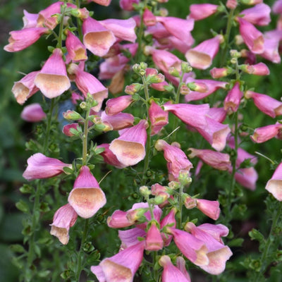 Digitalis 'Arctic Fox Rose'