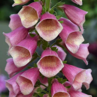 Digitalis 'Arctic Fox Rose'