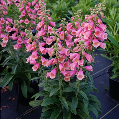 Digitalis 'Arctic Fox Rose'