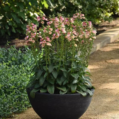 Digitalis 'Arctic Fox Rose'