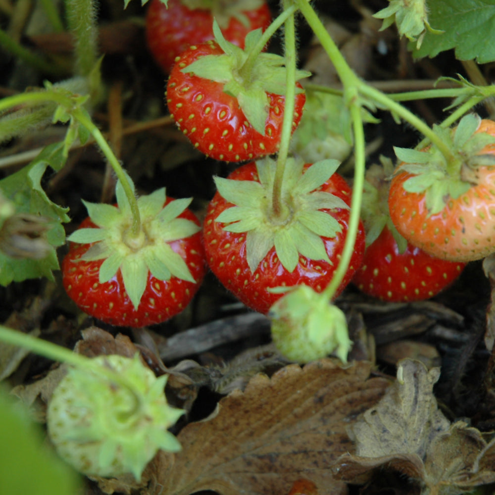 Fragaria Virginiana (Wild Strawberry)